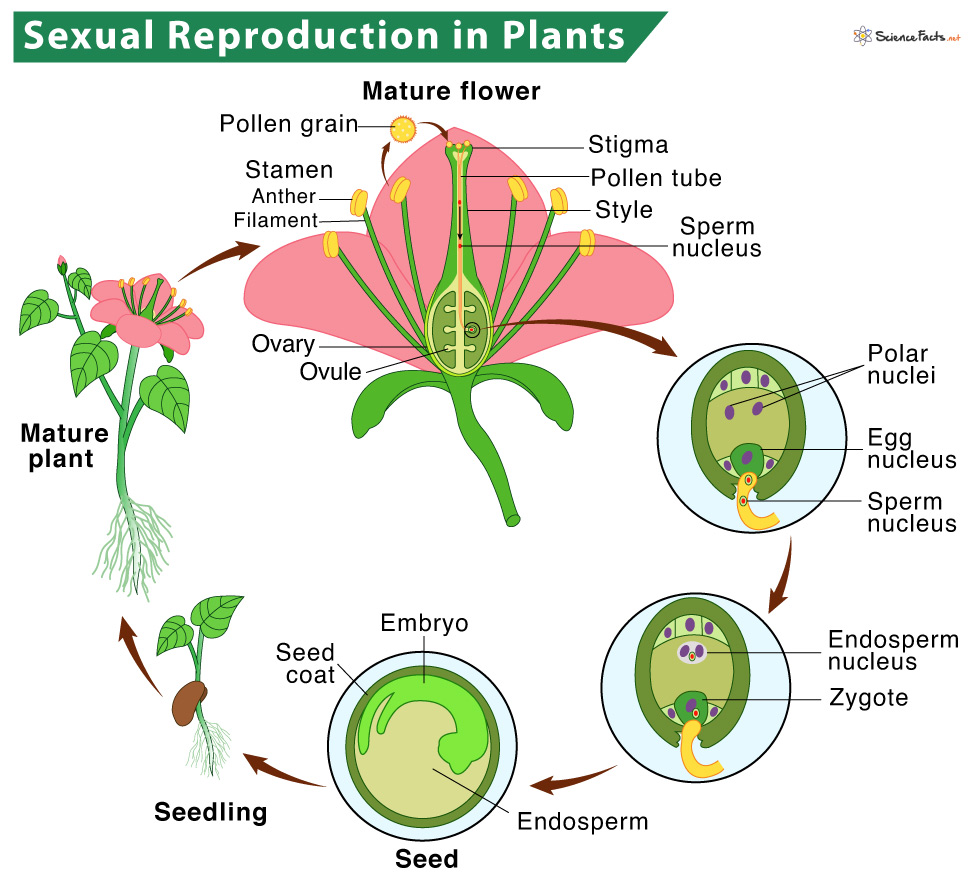 Reproduction in Plants: Description, Types, and Diagram