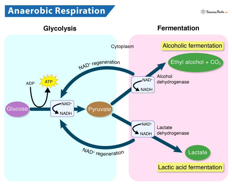 Anaerobic Respiration: Definition, Equation, Steps, & Examples