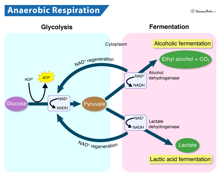 This is an image of anerobic respiration.