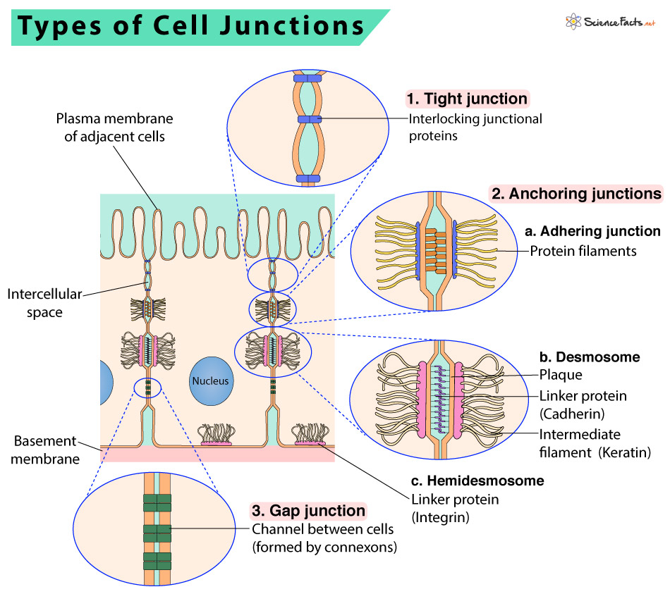 Cell Junctions Definition Types And Functions