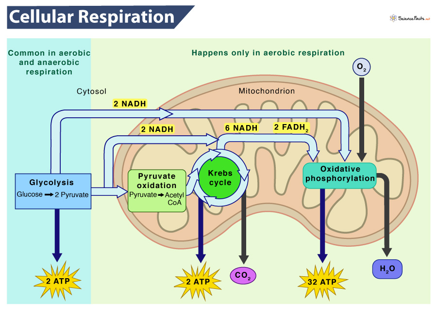 cellular respiration process