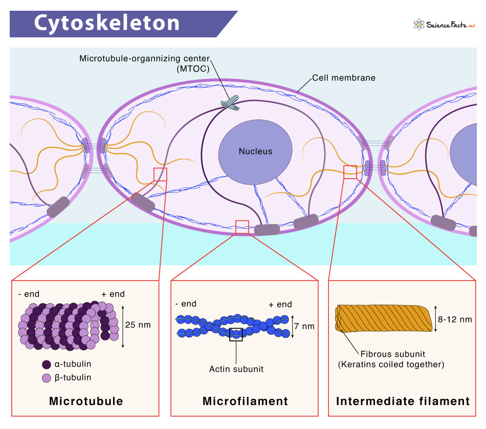 Cytoskeleton In A Cell Diagram