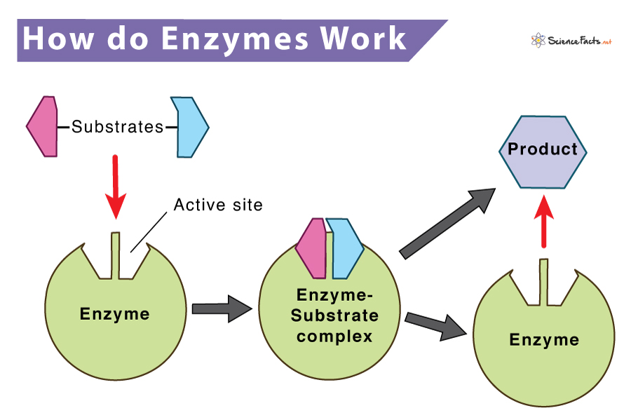 Enzyme Definition Types Structure Functions Diagram