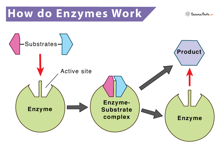 presentation on the topic enzymes