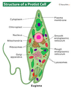 Protists: Definition, Types, Characteristics, and Examples