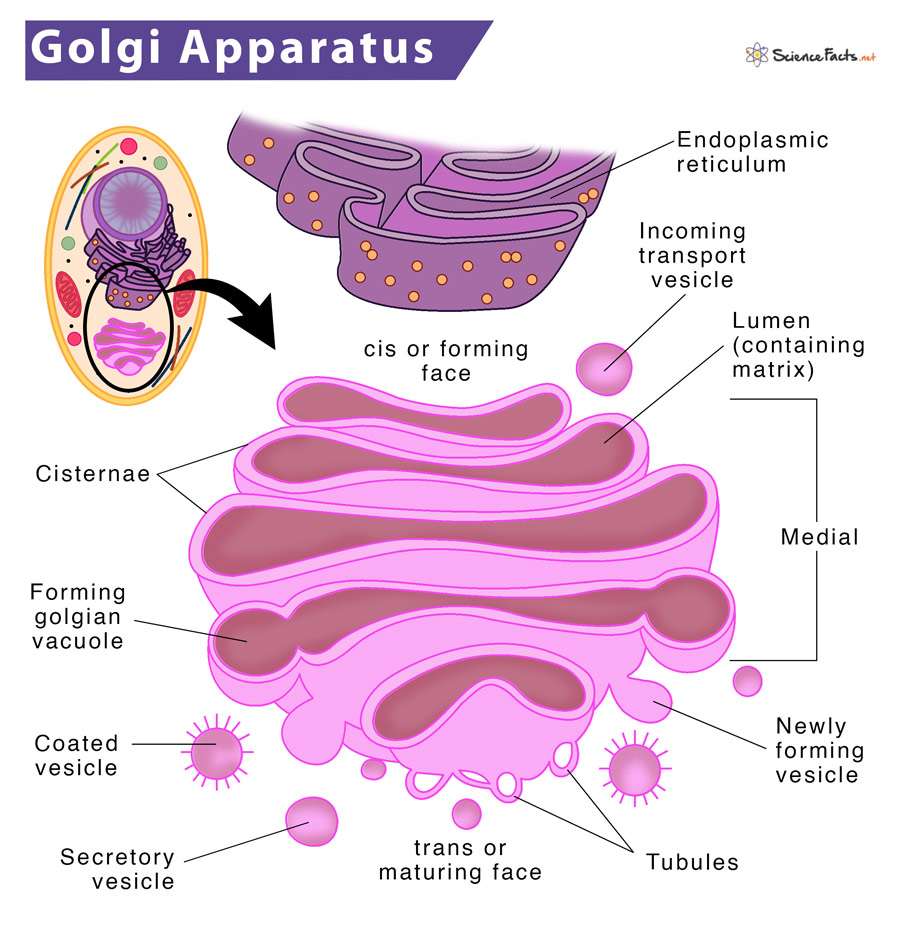 Golgi Apparatus - Definition, Location, Structure & Functions