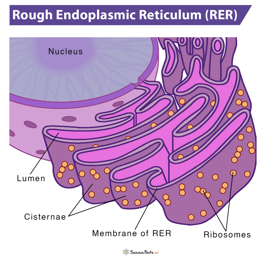 Rough Endoplasmic Reticulum: Definition, Structure, Function