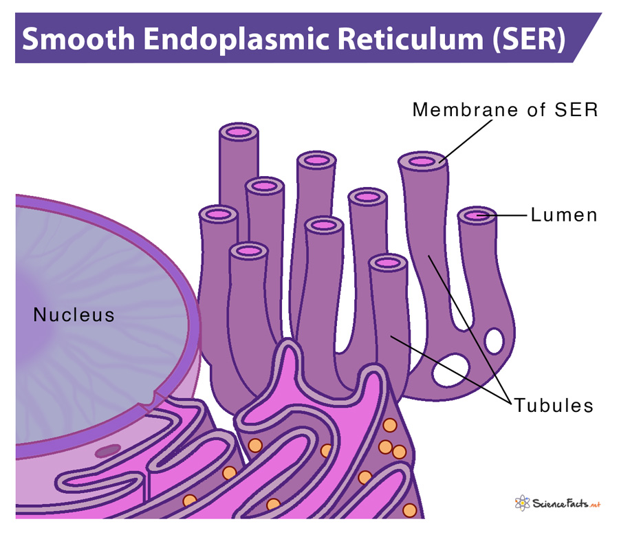 Smooth Endoplasmic Reticulum - Definition, Structure & Functions