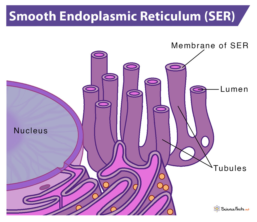 Dilated sacs of endoplasmic reticulum (left) contain granular material... |  Download Scientific Diagram