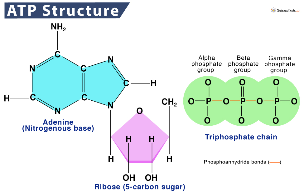 ATP (Adenosine triphosphate) 