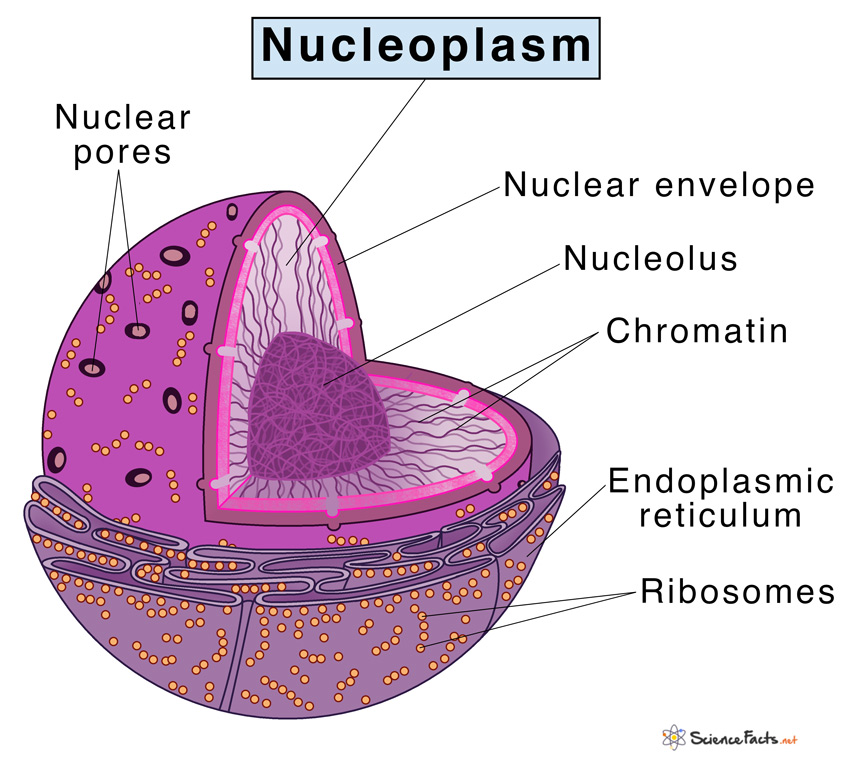 Nucleoplasm - Definition, Structure, Composition, Function