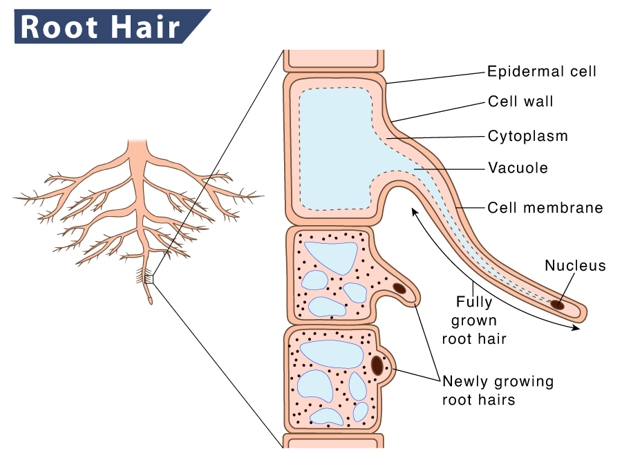 Examples of roothairlike structures in plants a Cladogram  Download  Scientific Diagram