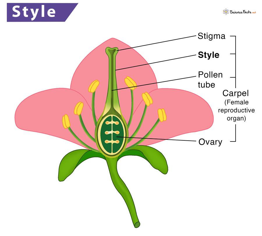 flower pollen diagram