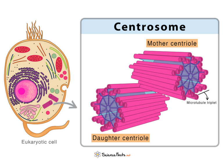 cell-organelles-definition-examples-functions-diagram