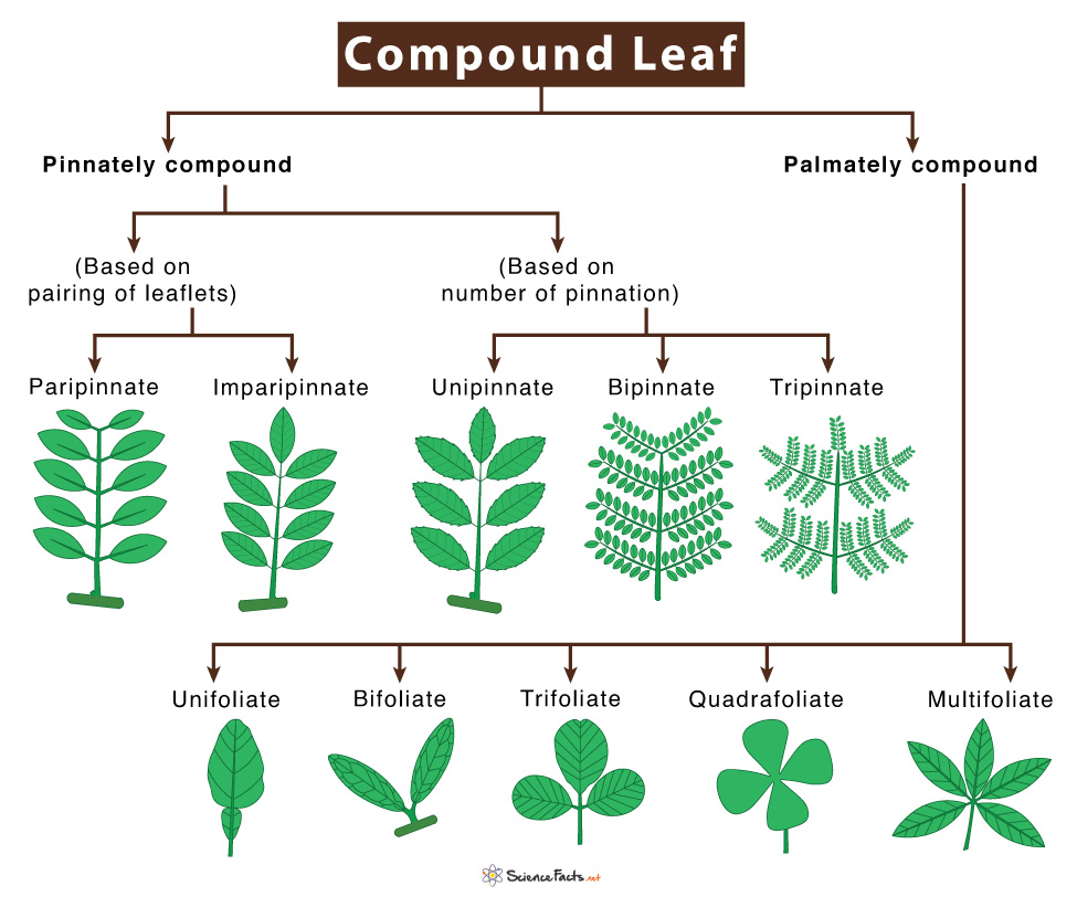 Learn How To Recognize Compound Leaves