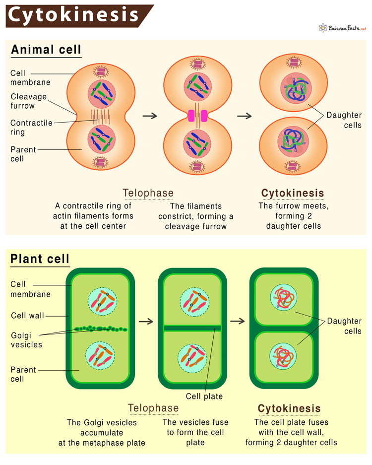 cytokinesis of mitosis diagram