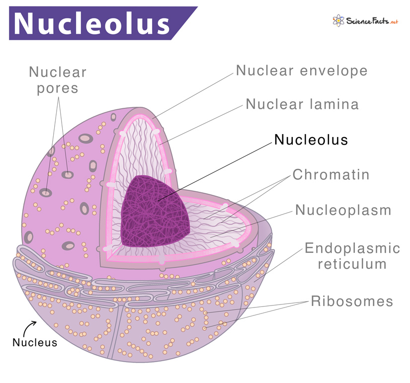 Nucleolus – Definition, Location, Structure, Functions, & Picture
