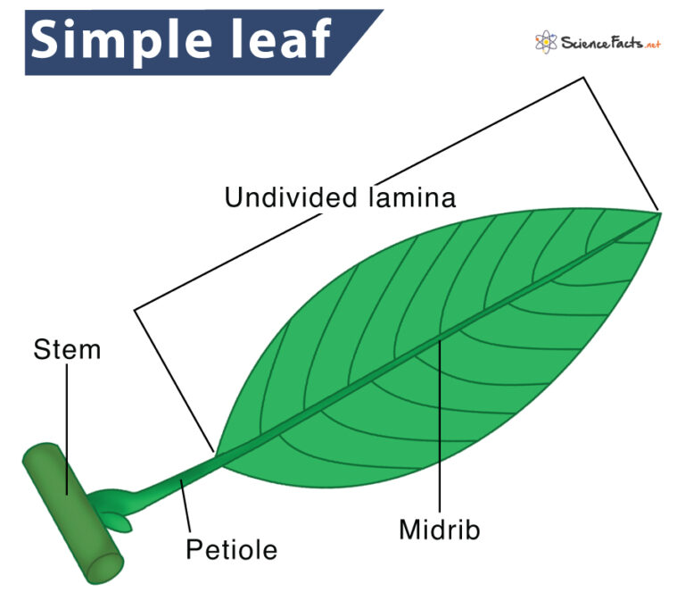 simple-leaf-definition-parts-characteristics-and-examples