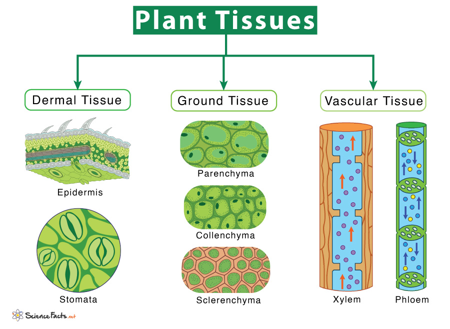 Plant Tissues - Types & Functions