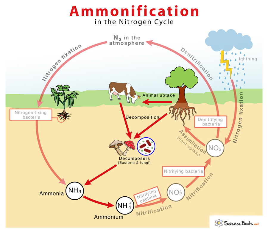 Ammonification – Definition, Equation, Process, & Diagram