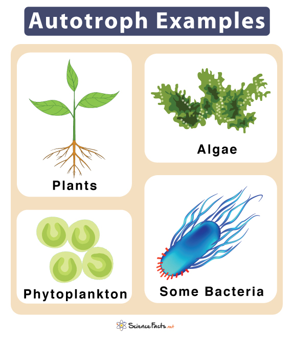 autotrophs examples