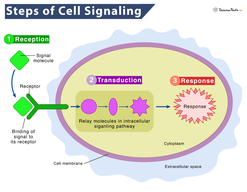 Cell Signaling Definition Steps Types Examples Diagram