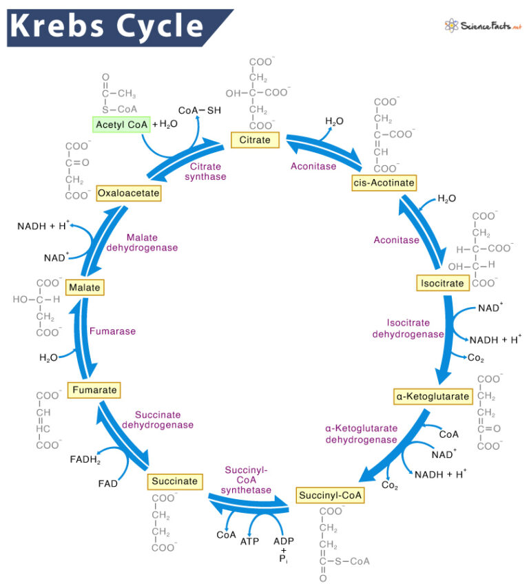 Krebs Cycle Citric Acid Cycle Definition Location Steps Diagram Krebs Cycle Citric Acid Cycle Definition Location Steps Diagram