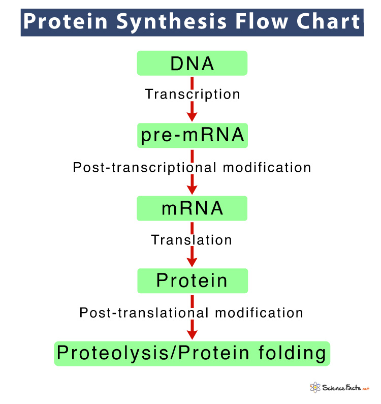 summary of the steps of protein synthesis