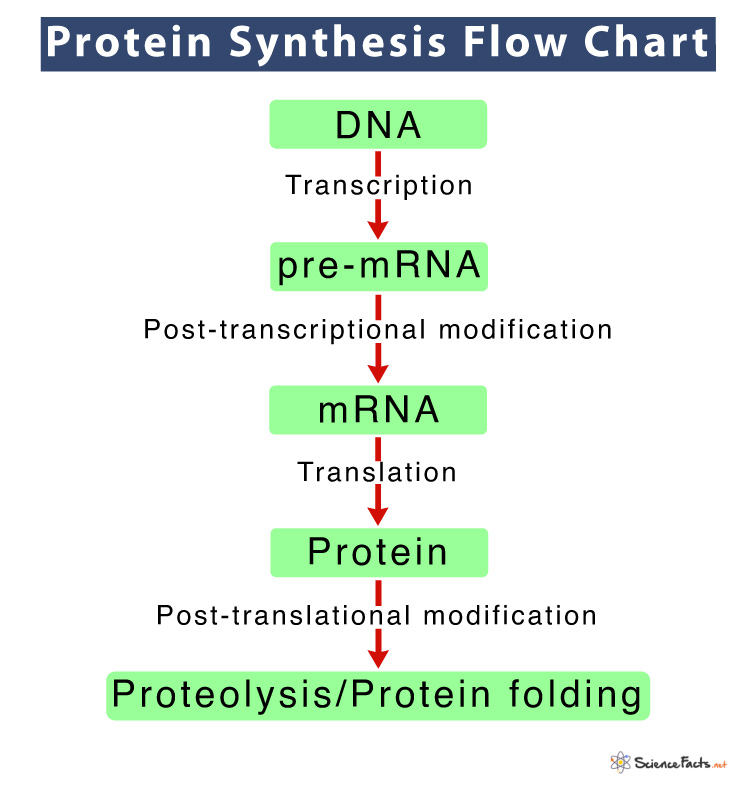 term paper on protein synthesis