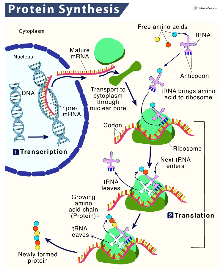 Protein Synthesis Location Process Steps Diagram