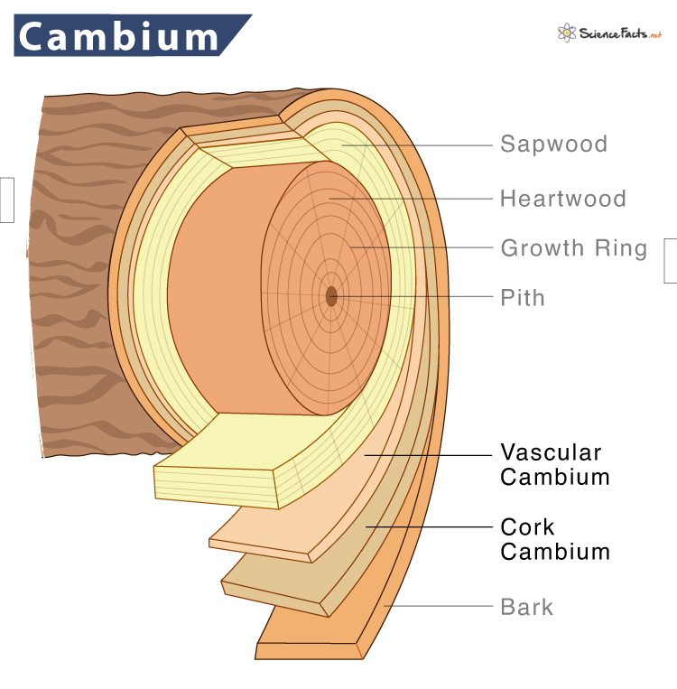 Observe this image of a cut section of the tree . What would be the  approximate age of this tree... - YouTube