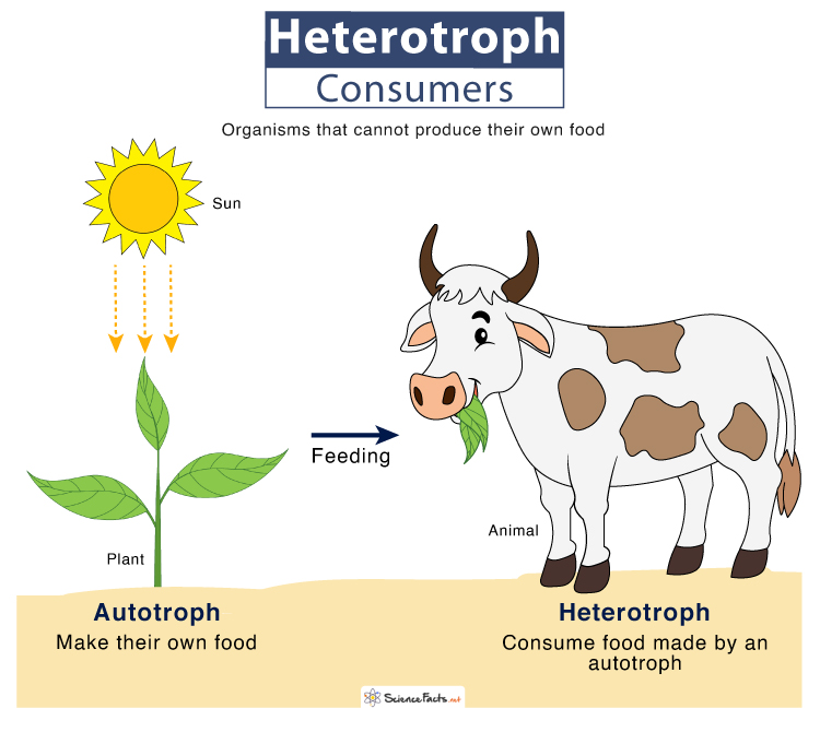 Heterotroph – Definition, Types, Examples, and Differences with Autotrophs