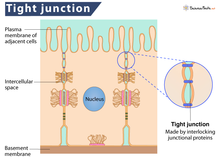 Tight Junctions Definition Location Structure Function