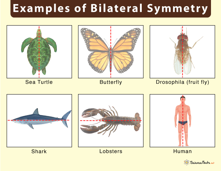 Bilateral Symmetry – Definition, Examples, Evolution, & Advantages
