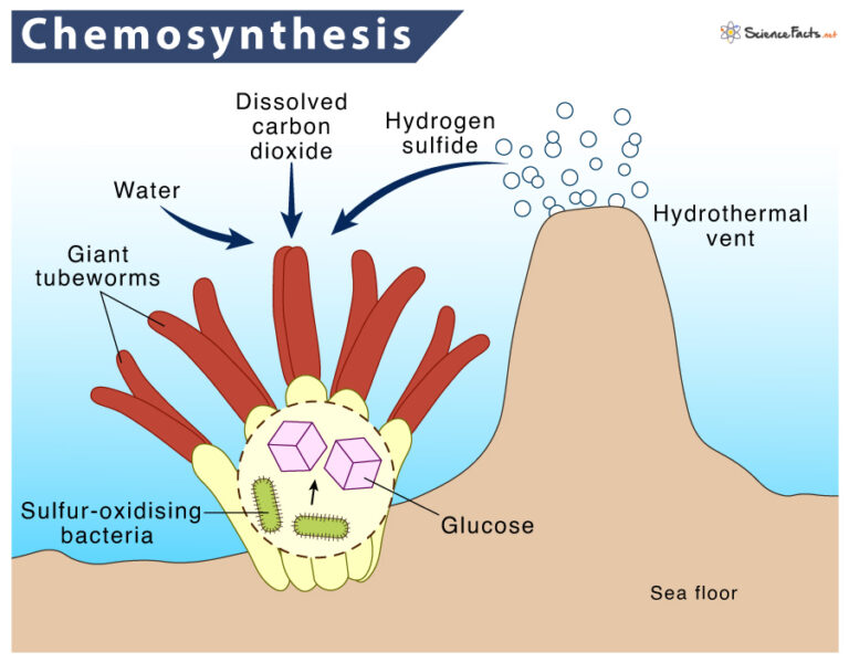 Chemosynthesis â€“ Definition, Process, Equation, and Examples