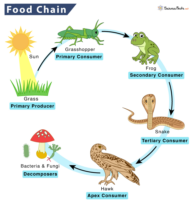 what is a representation of food chains