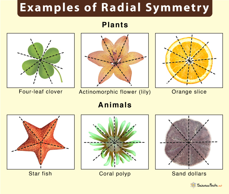 Radial Symmetry – Definition, Examples, & Advantages