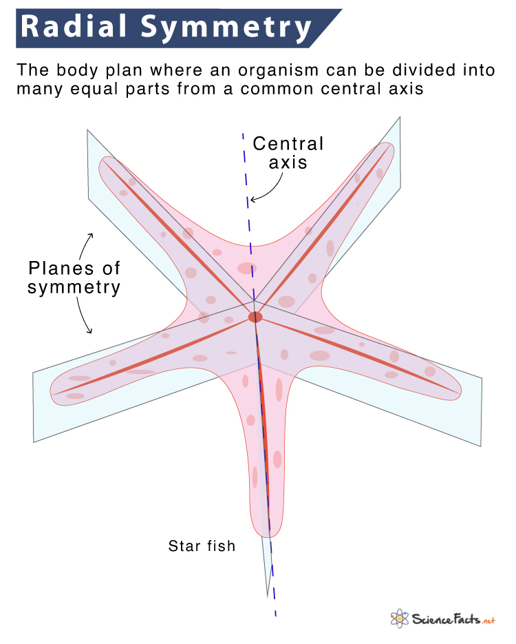 Radial Symmetry – Definition, Examples, & Advantages