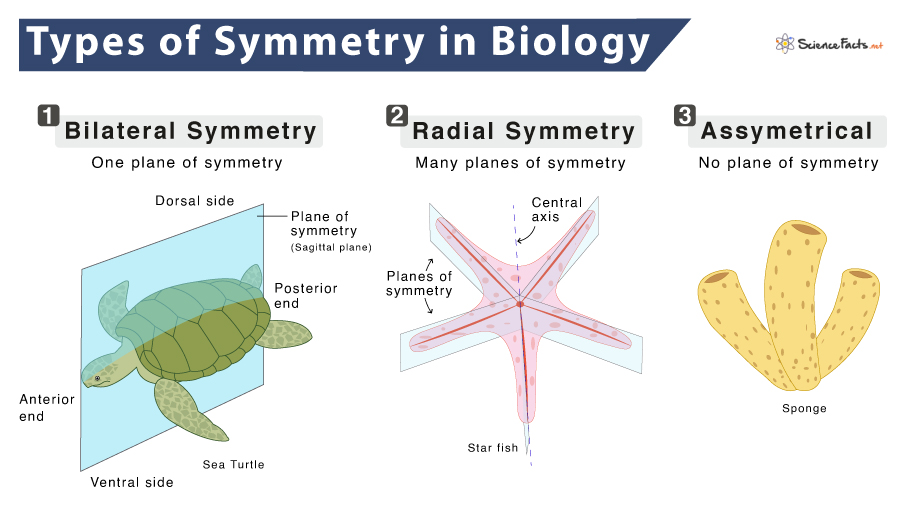 Symmetry in Biology – Radial vs. Bilateral Symmetry