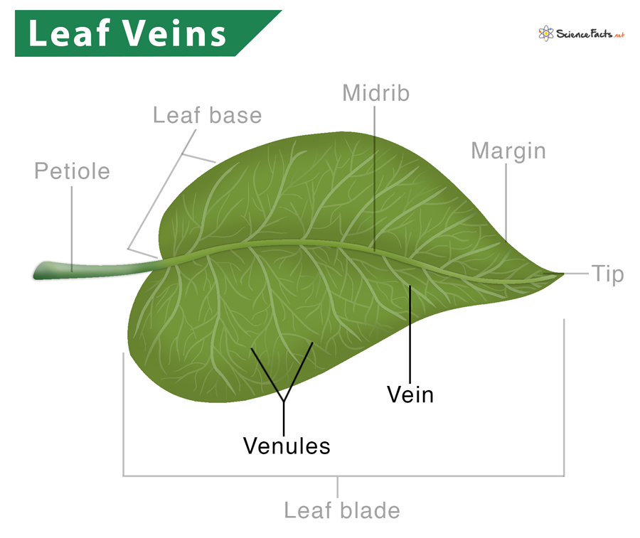 Leaf Veins – Definition, Types, and Functions