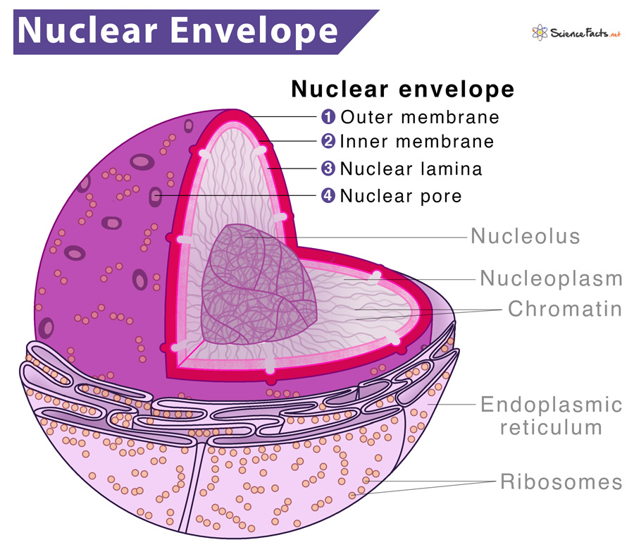 Nuclear Envelope (Membrane) – Structure, Functions, & Diagram