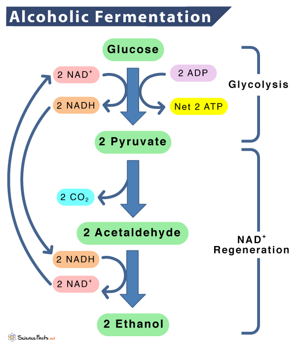 Alcoholic Fermentation Fermentation Definition Role In Cellular Alcoholic Fermentation Fermentation Definition Role In Cellular