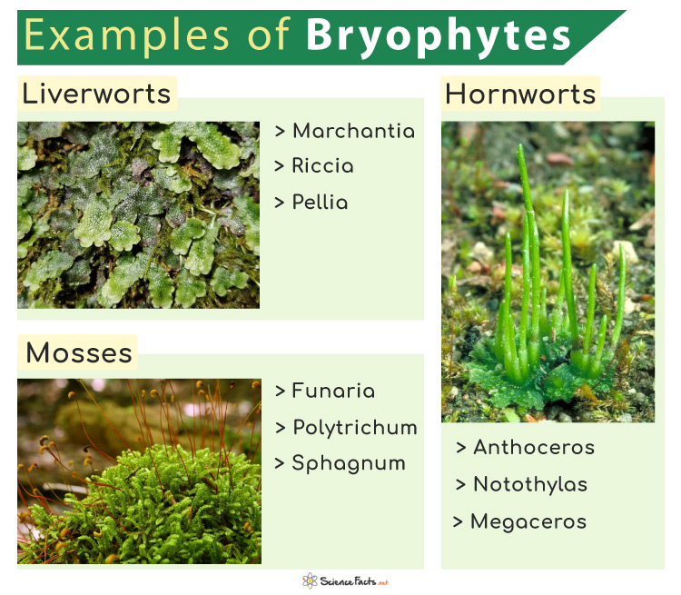 Bryophytes Mosses