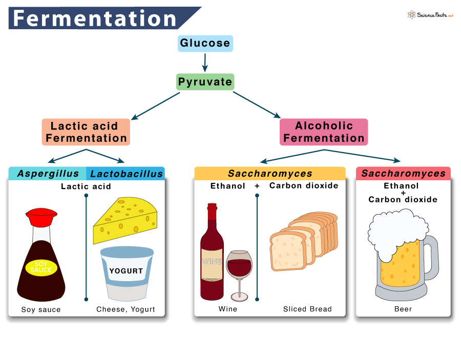 Fermentation Diagram BIOL 1124 Week 7 Henthorn Biology 1124 With