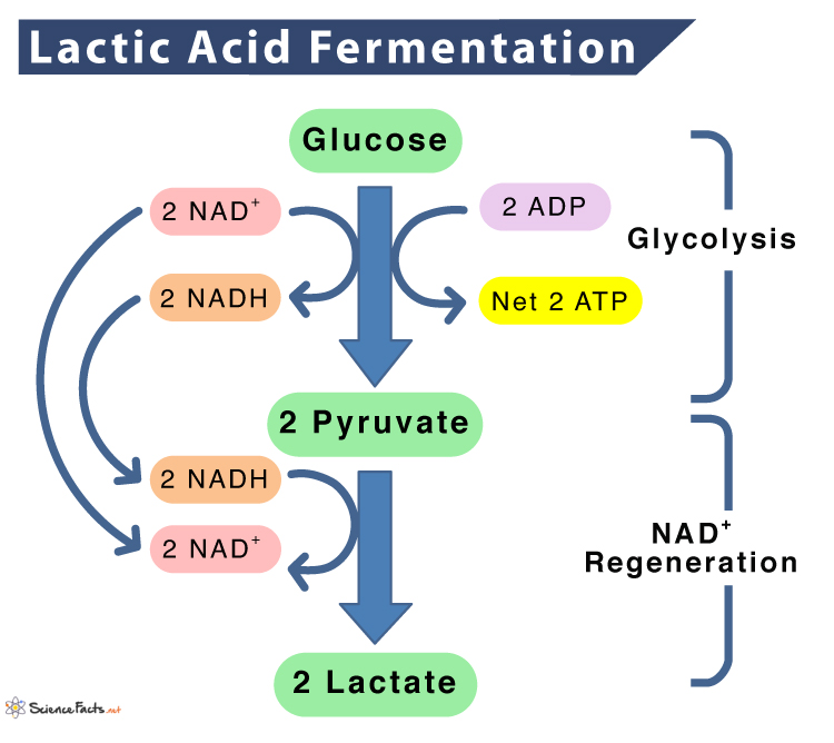 Lactic Acid Fermentation - Definition, Process, Equation, & Examples