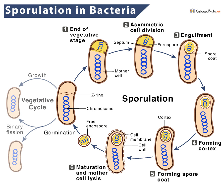 21 Spore Forming Bacteria Examples Detailed Facts Around It WWKM