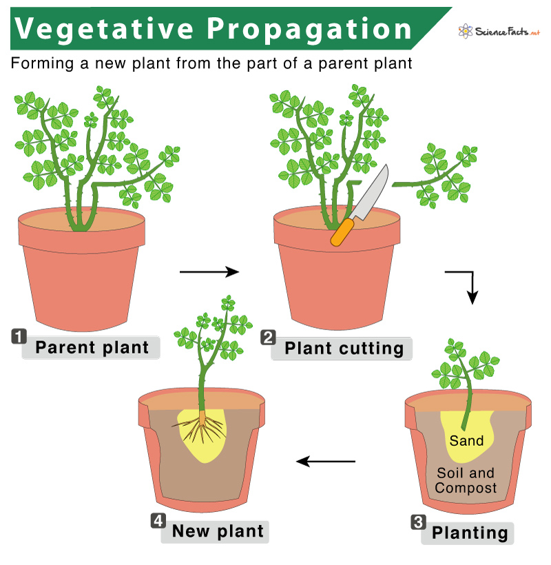 write an essay on vegetative propagation