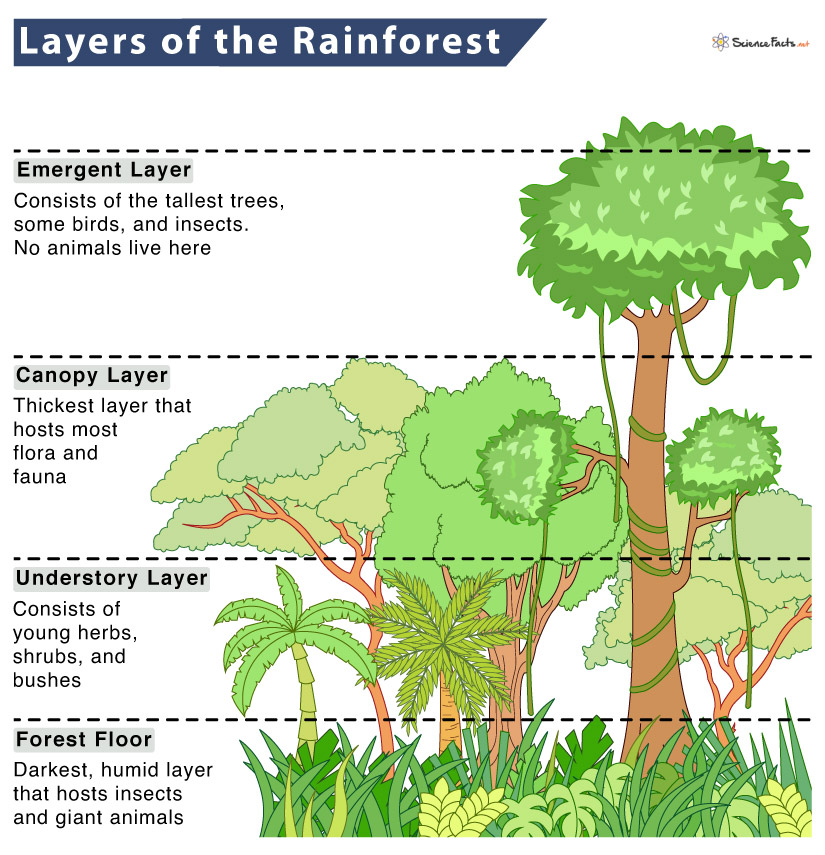 Rainforest Layers And Animals That Live There