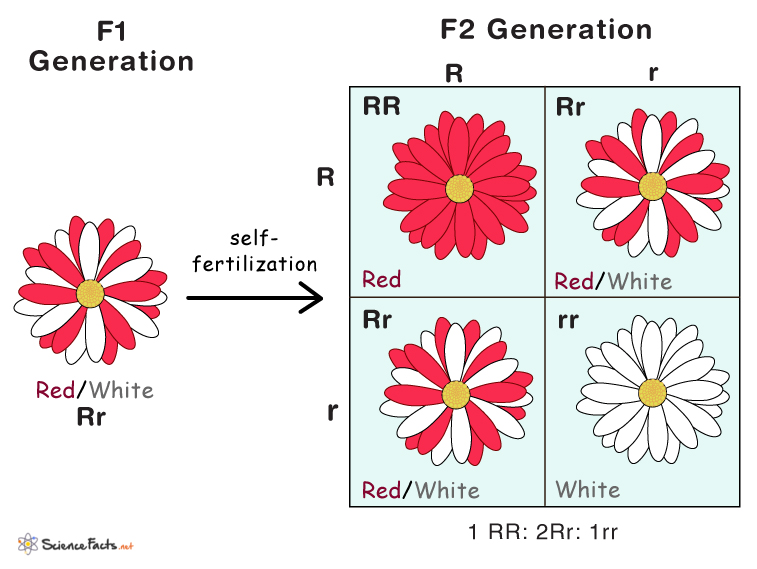 codominance-definition-examples-and-diagram