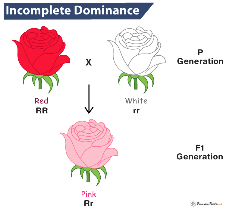 incomplete dominance assignment